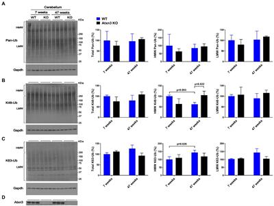 Regional and age-dependent changes in ubiquitination in cellular and mouse models of spinocerebellar ataxia type 3